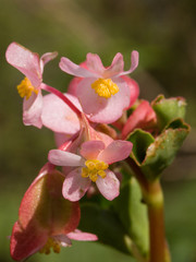 Bégonia (Bégonia nitida) dans un jardin de l'île de La Réunion.