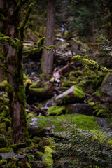 Close up of a branch in the forest