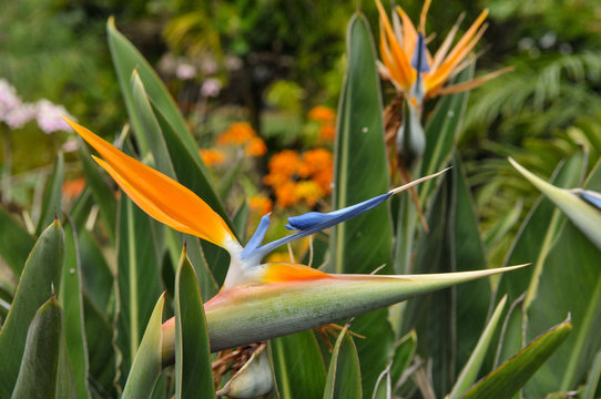 Fleur d'Oiseau du paradis (Strelitzia reginae) dans un jardin de l'&icirc;le de La R&eacute;union.