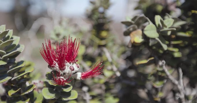 A red, ohia lehua blossom comes into focus, moving gently in the wind against a background of yellow and green ohia leaves. Mauna Loa Trail, Volcano National Park, Big Island, Hawaii. Shot in 6k