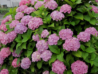 Pink hydrangea : IMG_0532