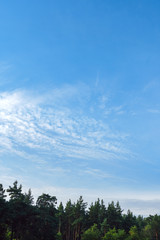 Pine forest in a sunny summer. Russian nature.