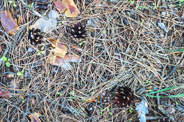 Thicket summer ground in forest covered with needles. Pine cones, twigs and needles on ground. Woodland ecosystem.