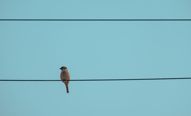 bird on wire