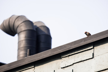  A bird on the roof