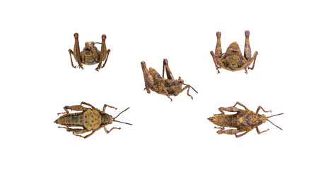Konik green grasshoper on white background different poses 3d rendering © bekirevren