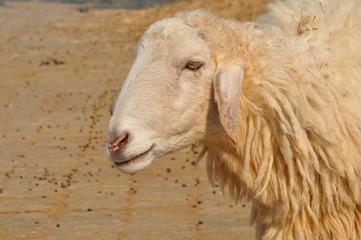 sheep face close up in farm