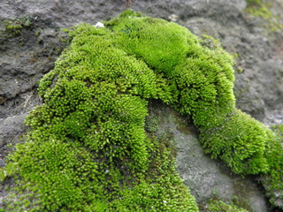 Green moss plants grow on moist rocks
