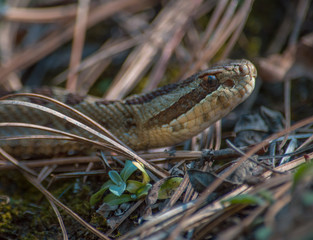 Acercamiento a cabeza de serpiente de cascabel entre la hojarasca del piso. 