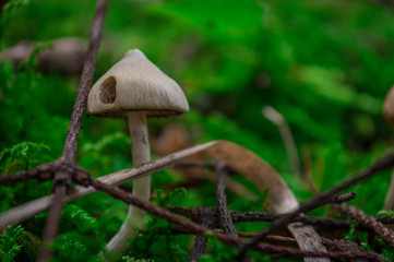 hongos en la naturaleza, hongos en primer plano, hongos en estado silvestre