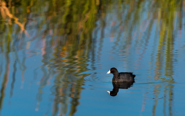 Pato negro nadando sobre el agua de una ciénega donde se ve su reflejo.