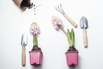 Garden tools and plants on  white background. Spring garden concept.  Beautiful hyacinths flowers.  Place for text.