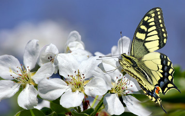 Swallowtail butterfly on a branch of blooming sakura. Blooming cherry and butterfly. 