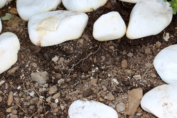 white beautiful rounded decorative pebbles laid out on dry ground with plant roots