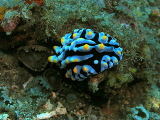 The amazing and mysterious underwater world of Indonesia, North Sulawesi, Manado, sea slug