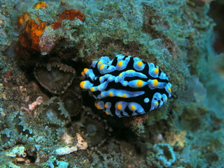 The amazing and mysterious underwater world of Indonesia, North Sulawesi, Manado, sea slug