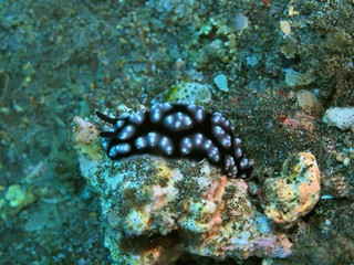The amazing and mysterious underwater world of Indonesia, North Sulawesi, Manado, sea slug