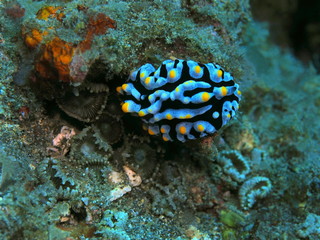 Naklejka na ściany i meble The amazing and mysterious underwater world of Indonesia, North Sulawesi, Manado, sea slug