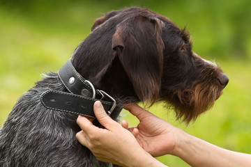 the owner removes the collar from the neck of his dog