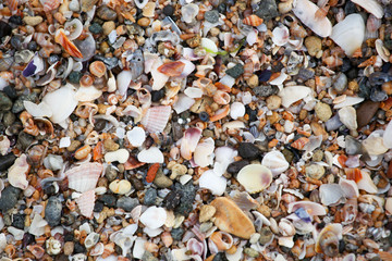 Photo of sea shells background