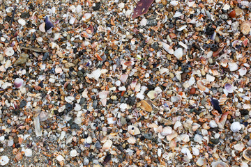 Photo of sea shells background