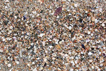 Photo of sea shells background