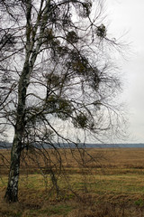 Obraz premium Scenery. Horizontal shot. White mistletoe on a birch tree. The plant is a parasite. Spring march.