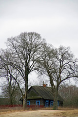 Fototapeta premium Vertical shot. Village house under old tall trees by the road. Spring march. Blue window frames