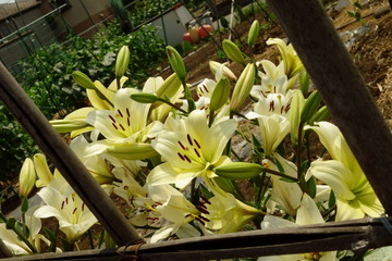 Obraz premium 華麗で優美な水仙の花々