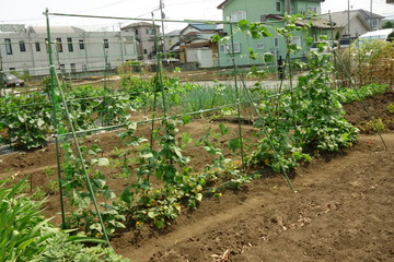 市街地に設置された市民の為の借地区割り農園