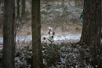 Happy Jack Russell puppy dog in the forest on beautiful snowywinter © Maciek