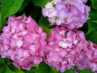 Pink hydrangea