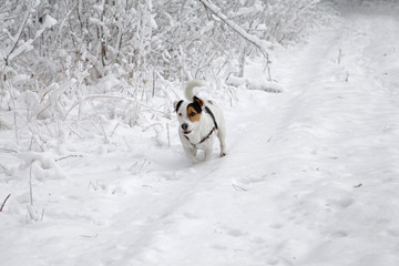 Happy Jack Russell puppy runs  in the snow on beautiful snowywinter