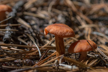 hongos en la naturaleza, hongos en primer plano, hongos en estado silvestre