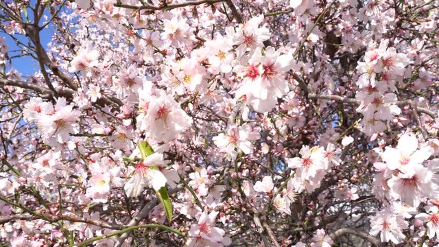 Close up of blooming Almond tree