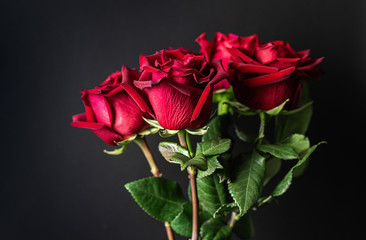 Fototapeta premium Red roses on a black background. Dark floral background. Close-up.