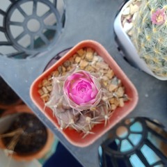cactus flower