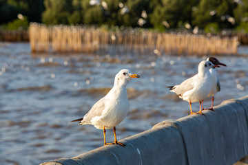 Three Seagulls standing at Sukta Bridge, Bangpu, Samut Prakan, Province, Thailand, Larus brunnicephalus, Close up shot, Select focus, Birds photography travel