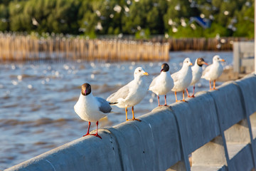 Six Seagulls standing at Sukta Bridge, Bangpu, Samut Prakan, Province, Thailand, Larus brunnicephalus, Close up shot, Select focus, Birds photography travel