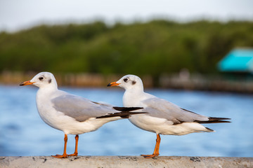 Obraz premium Two Seagulls standing at Sukta Bridge, Bangpu, Samut Prakan, Province, Thailand, Larus brunnicephalus, Close up shot, Select focus, Birds photography travel
