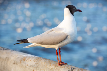 A Seagull standing at Sukta Bridge, Bangpu, Samut Prakan, Province, Thailand, Larus brunnicephalus, Close up shot, Select focus, Birds photography travel