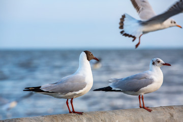 Seagulls standing and flying at Sukta Bridge, Bangpu, Samut Prakan, Province, Thailand, Larus brunnicephalus, Close up shot, Select focus, Birds photography travel