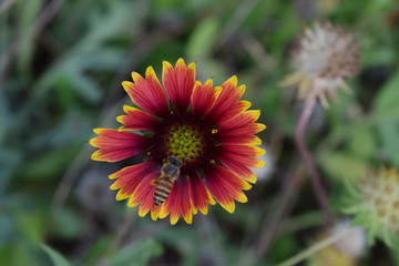 Honey bee on flower