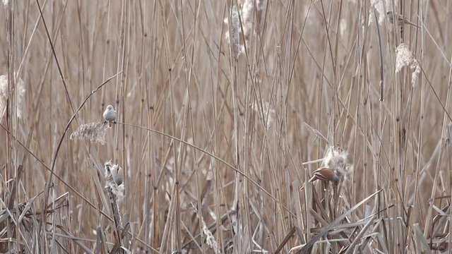 birds eat seeds in reed thickets