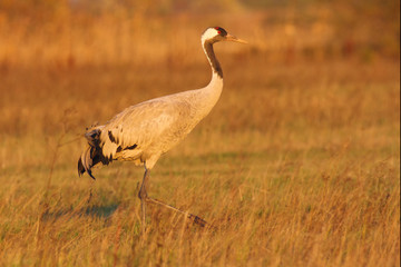 The Common Crane (Grus grus) on meadow in autumn colors at sunset. Gray crane in the orange light of the setting sun.