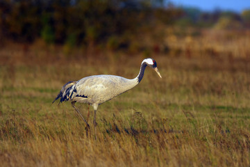 The Common Crane (Grus grus) on meadow in autumn colors at sunset. Gray crane in the orange light of the setting sun