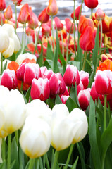 White tulips flowers, orange and pink tulips in the background, natural spring background