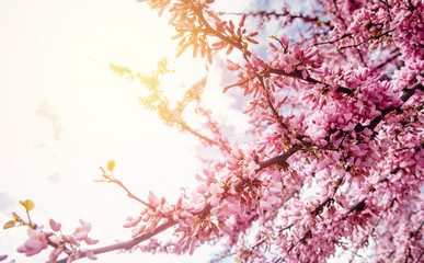 Beautiful spring texture branch of blossoming pink tree, sunlight colored background