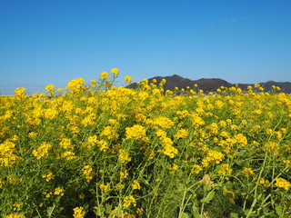 the beautiful canola flowers garden