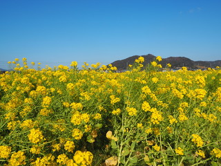the beautiful canola flowers garden